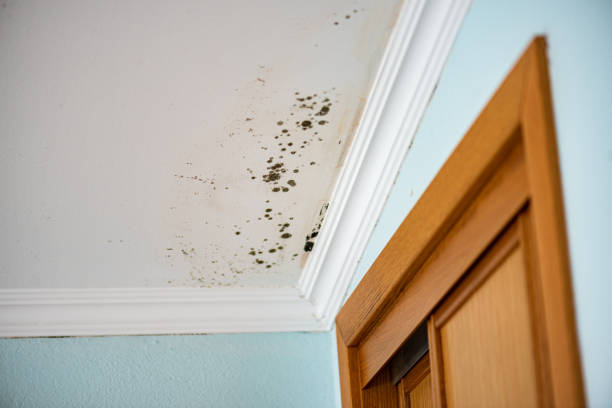 Best Mold Cleaning Services  in Logansport, LA