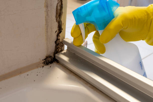 Best Professional Mold Removal  in Logansport, LA