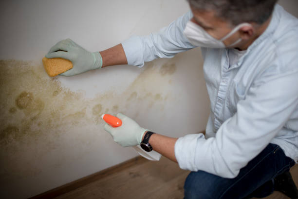 Best Water Damage Restoration  in Logansport, LA