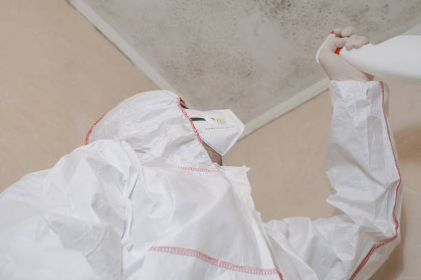 Trusted Logansport, LA Mold Removal Experts