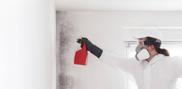 Best Toxic Mold Removal  in Logansport, LA