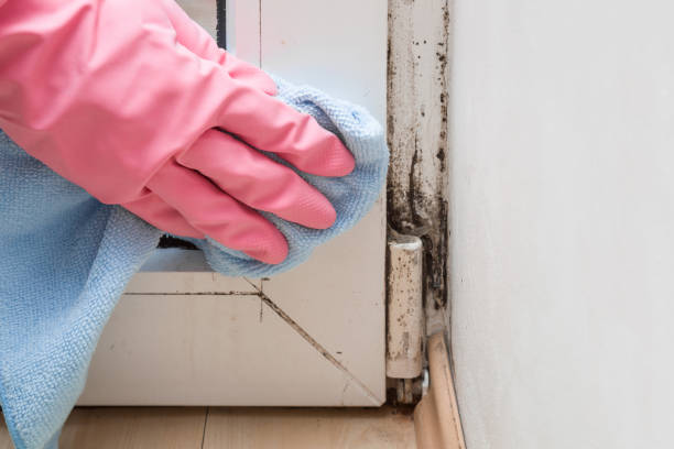 Best Best Mold Removal Companies  in Logansport, LA