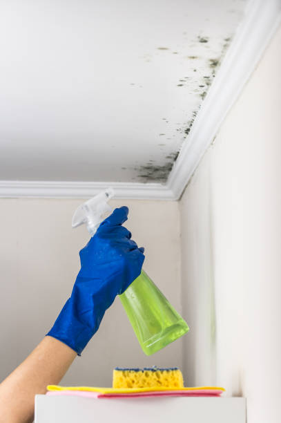 Best Local Mold Removal Service  in Logansport, LA