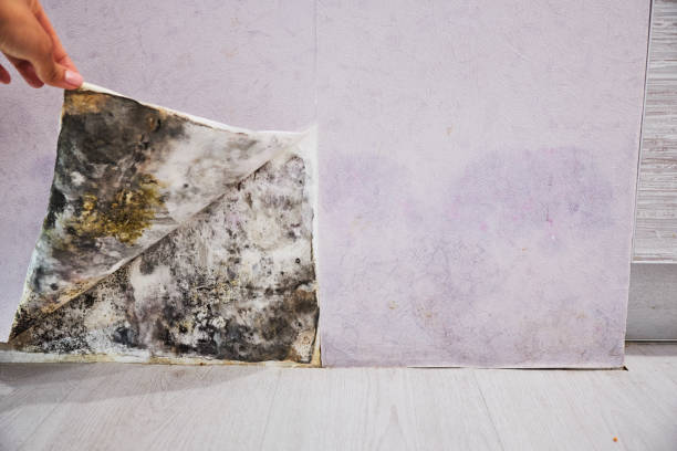 Best Mold Removal Company Near Me  in Logansport, LA